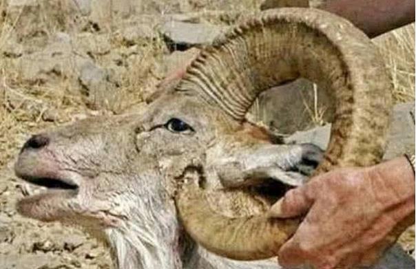 ▲3种动物的天敌是自己,会被自己杀死,好可怜