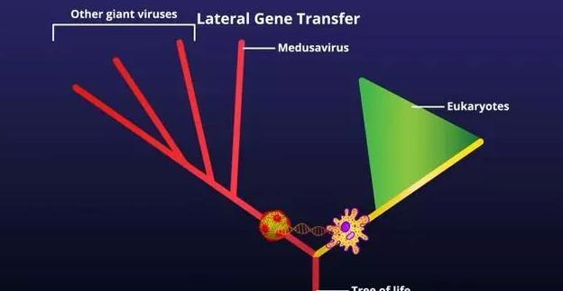 科学家▲科学家在温泉中发现恐怖病毒，能使宿主变成石头，至今未找到解药