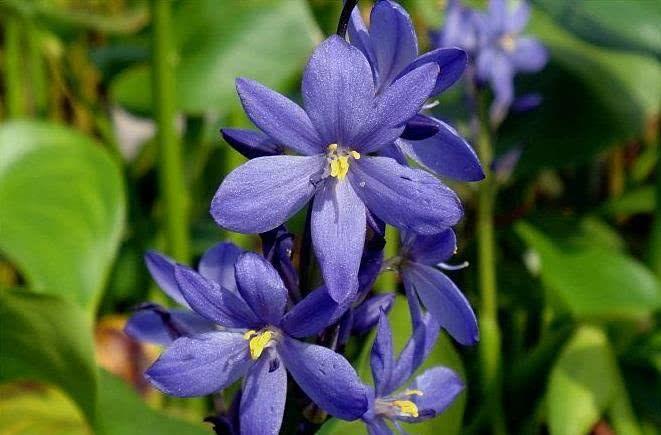 运势|10月开始，事业功成名就，运势如火，财富满盈的4大生肖