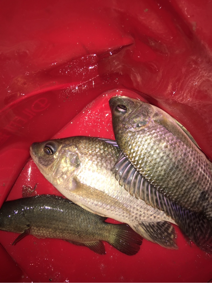 |乘着皓月当空，继续悠哉夜钓