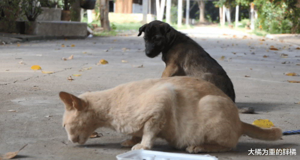 老橘猫疲惫地趴在桌上，食物被小狗吃了大半，它却心有余而力不足