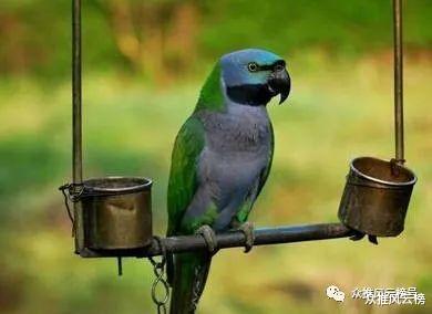 鹦鹉|34个全球至今无法解释之谜