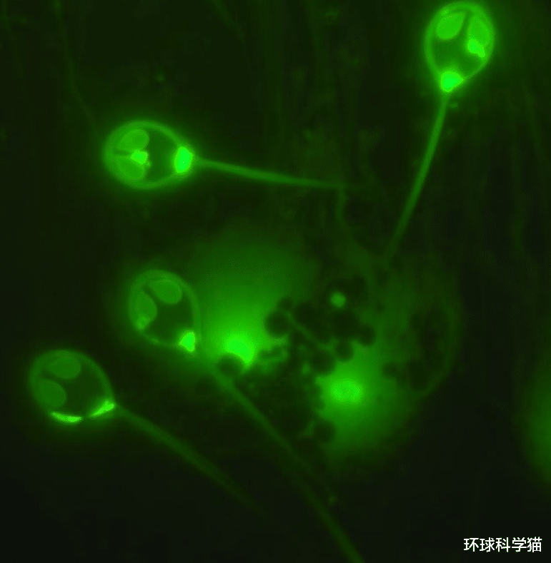 玛雅人|地下2028米发现怪异物种!科学家:有细长“脖子”、巨大“眼睛”