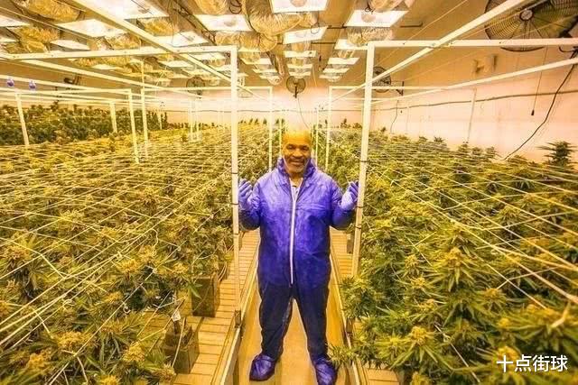 迈克·泰森▲泰森复出真为了1.4亿出场费?错!如今开大麻农场保底月入四百万