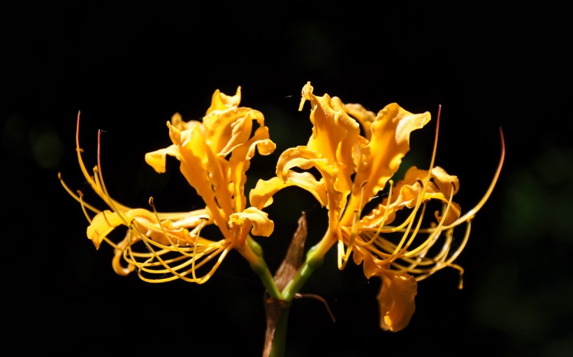 「生肖」7月上旬,桃花满枝,姻缘如约而至,将要脱单的四大生肖