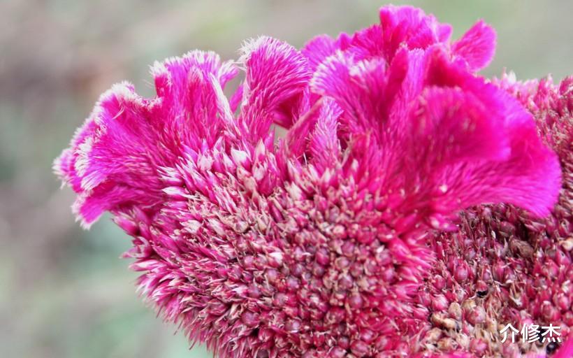 生肖：六月下旬，有颜值有才智，异性缘却很一般，性格也好的4大生肖