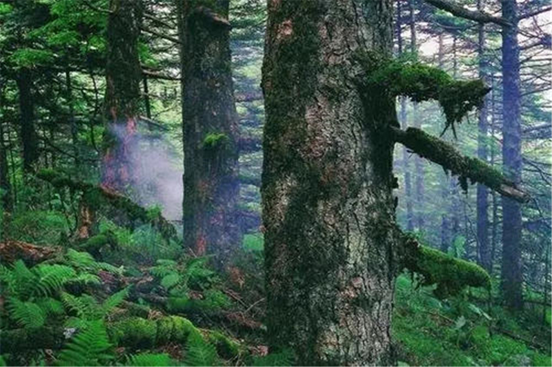 【迷魂】中国的“三大禁区”，普通游客禁止入内，科学家也无法解释成因