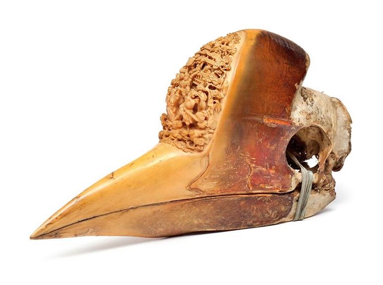 『大象』大象不长象牙后，人类盯上了盔犀鸟的头骨，它的价值堪比黄金