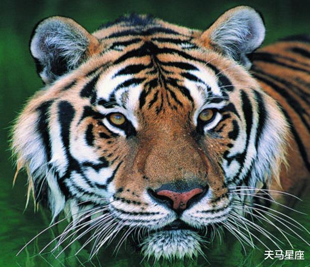 生肖|虎虎人：在未来20天，红鸾星动，姻缘巧合，牵手幸福