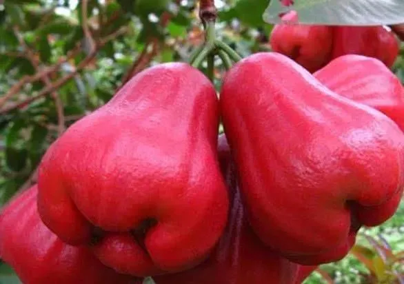 水果@公认北方人最接受不了的5种水果，价格贵口味怪，全爱吃的是王者