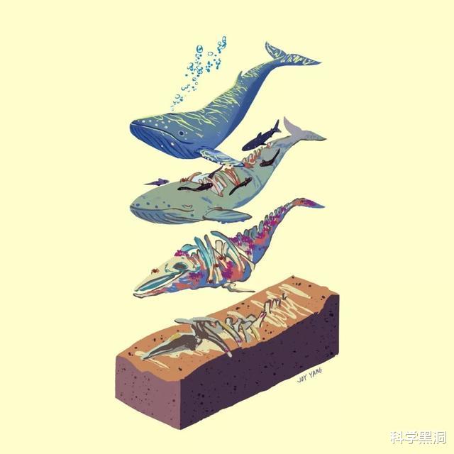 鲸鱼：鲸鱼临死前，为什么都会跃出海面？最终变成鲸落？