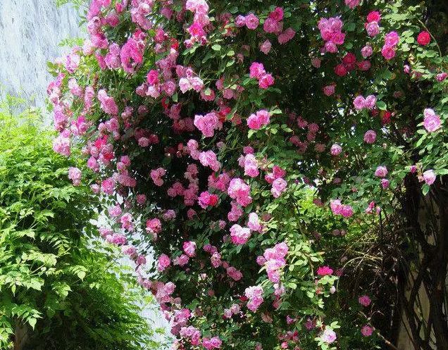 「」分享丨20个案例告诉你网红庭院，原来都流行这样设计！