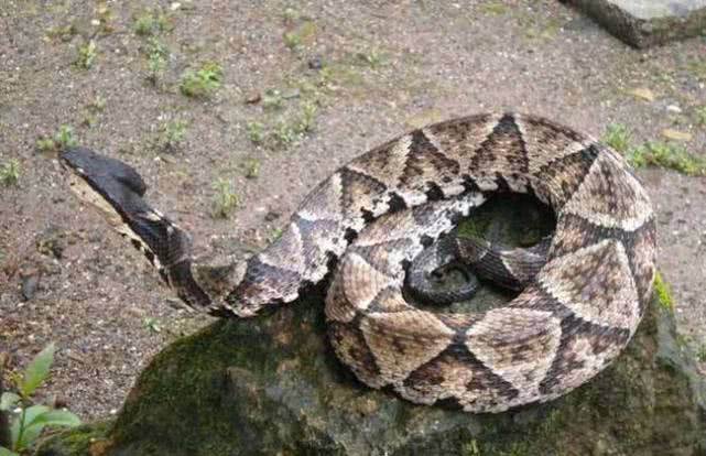 『蛇王』男子山中水库垂钓,遭遇罕见“五步蛇王”,男子:三米长比我胳膊还粗