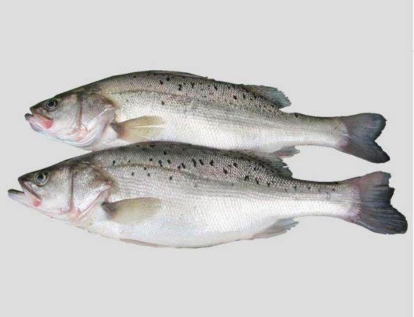 中国食品工业杂志|权威发布：河南查出鲈鱼兽药残留超标，黑鱼、带鱼才让人担惊受怕