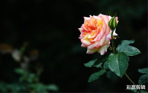 生肖|颜值高，气质好，让人赏心悦目，迷倒不少男生的三个生肖女