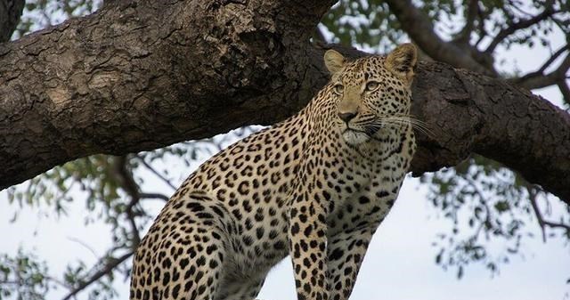 猞猁|猞猁能打过豹子吗？为什么？