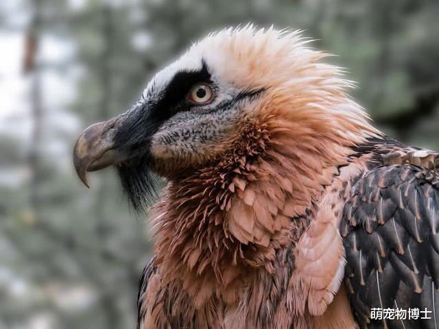 秃鹫|我要飞得更高：世界上飞得最高的10种鸟