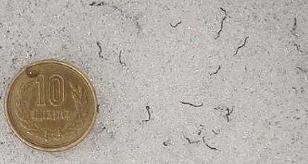 科学家@地球上惟一冻不死的动物