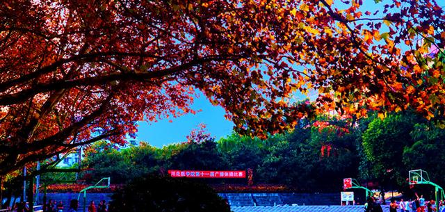 『招生』4所“二本医科大学”地区实力挺强，毕业生就业率挺高，值得报考