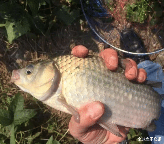 「」钓鱼遇到停口了该怎么办？教你几个应对妙招，顿口马上就来了