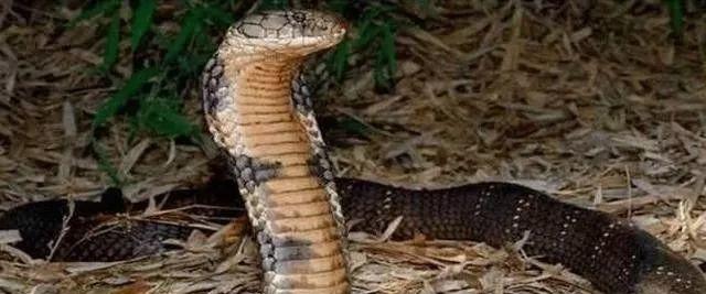 『毒蛇』世界上最毒的毒蛇，号称毒蛇之王，平日把其他蛇当饭吃