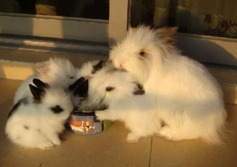 狮子兔: 小巧的身子，雄狮的毛