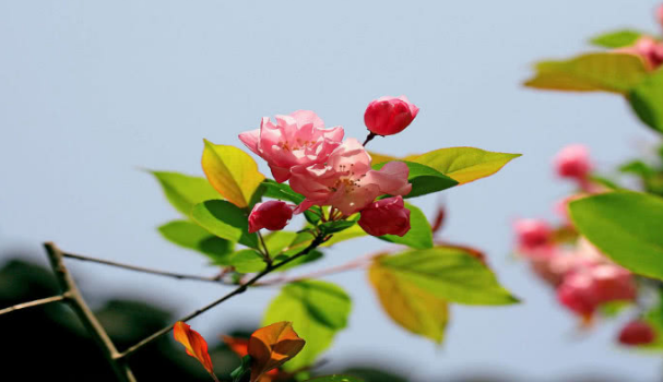 「巨蟹座」十二生肖中，生在哪些吉利月份，大有作为，财富堆成山