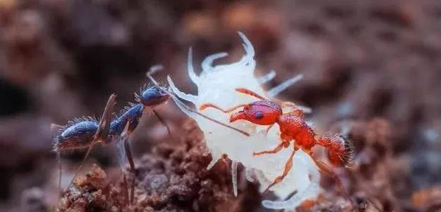 蜈蚣|奇特的天敌关系,渺小的蚂蚁是蜈蚣的天敌,也是最大的敌人之一