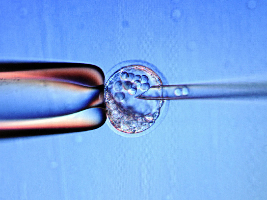 「后代」中科院2母鼠生下小鼠，专家：将来2女人也能生育，无需男性