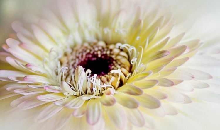 狮子|9月中旬，昔日的深情依依，转身归来，真爱重逢的4大星座