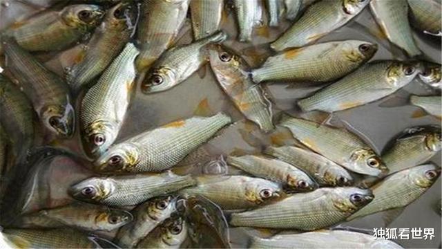 |原产南美的“假鲫鱼”，花22年在我国泛滥，一钓一桶却也不受待见