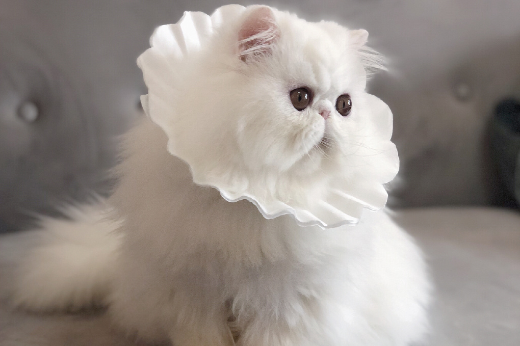 波斯猫因为拉肚子要了命？