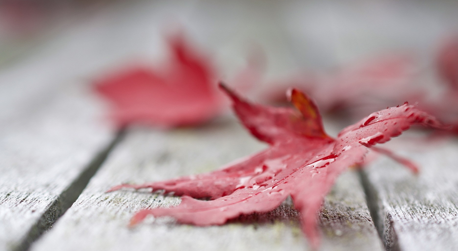 旧爱|看似没心眼，实则足智多谋的星座，老于世故，但活得却不世故