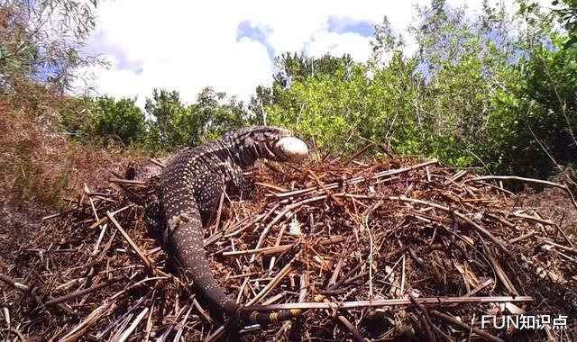 鳄鱼|“鳄鱼克星”入侵美国，身长1.2米，繁殖能力强，一窝下35个蛋