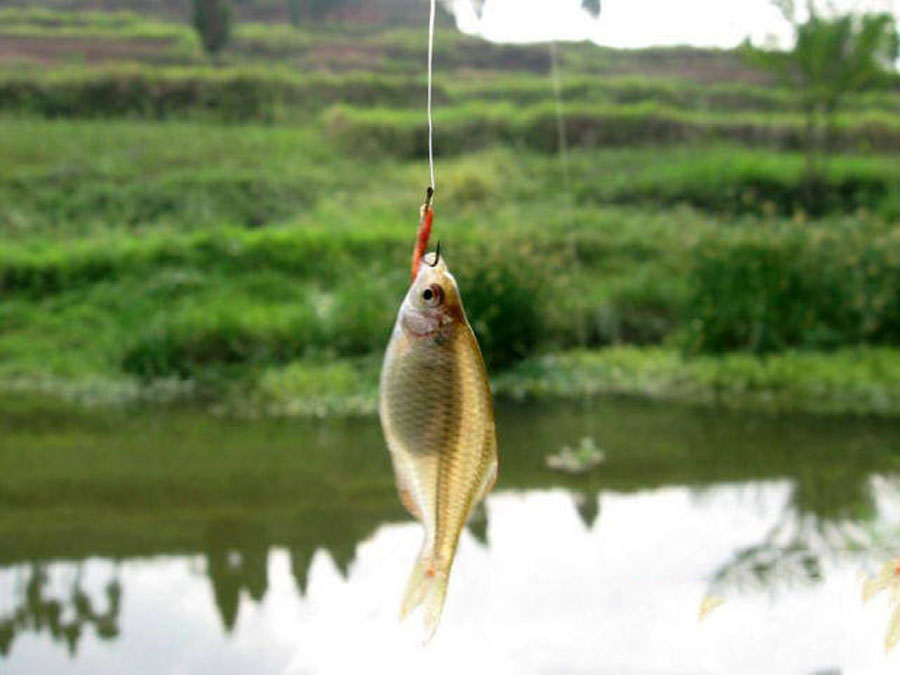 饵料▲忆童年,我的家乡是钓鱼人向往的天堂