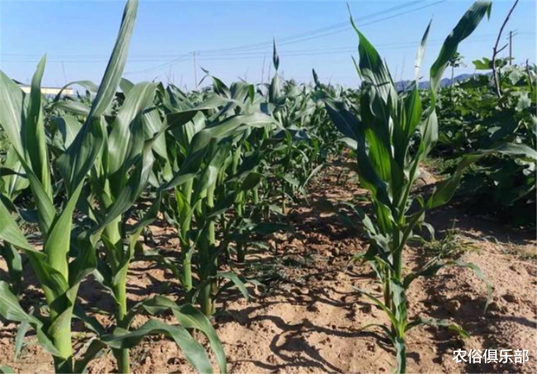 农俗俱乐部|小暑大暑，淹死老鼠！汛情严峻，老农希望7月22号大暑别再下雨了