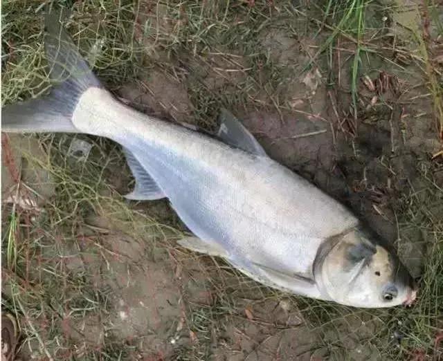 鲢鳙|秋季鲢鳙怎么钓?只要学会这5点技能,保证让你爆护到手软!