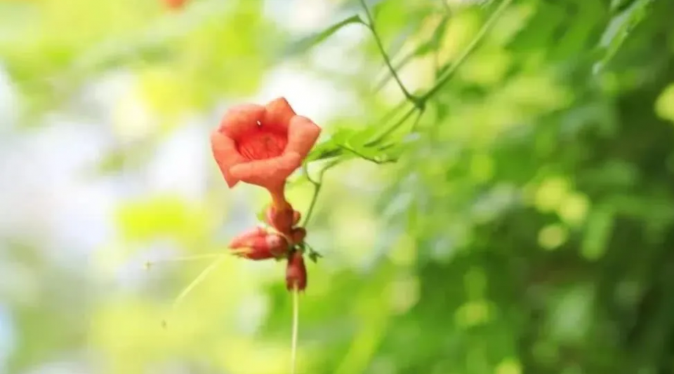 旧爱|9月桃花旺盛，喜事连连，4大生肖事业攀新高，收入稳涨不跌