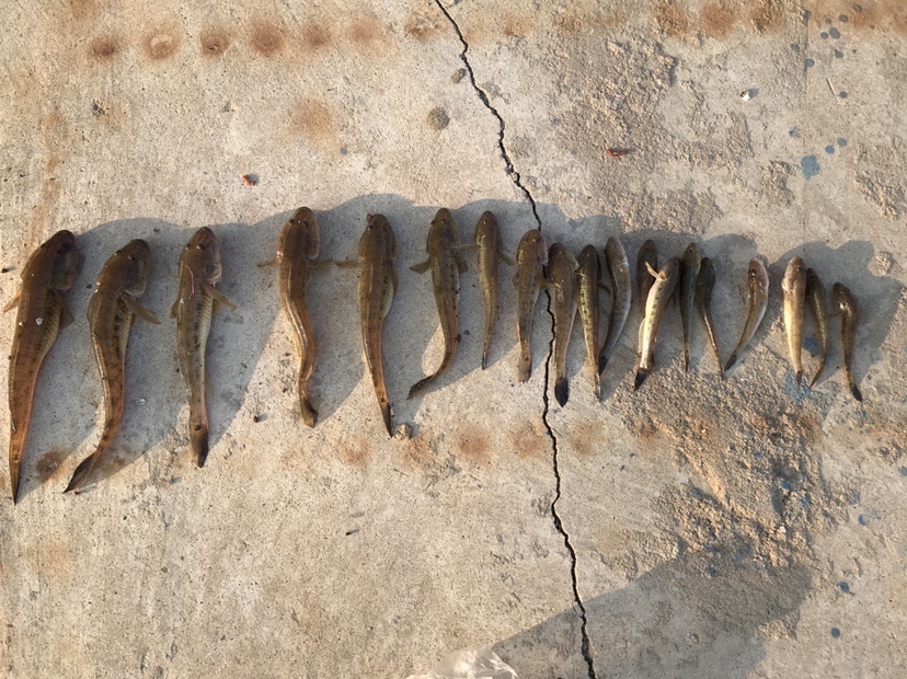 |海边作钓楞蹦鱼，钓获不知名鱼种，放流归家