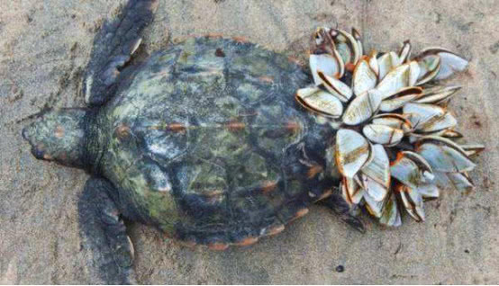 #海龟#海龟最大的天敌，一旦被寄生只能被动救援，不然性命堪忧！