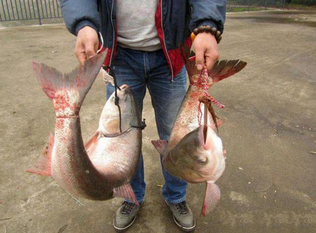 面粉■商品饵太贵,工薪阶层如何自制鱼饵?我搜集了这些方法