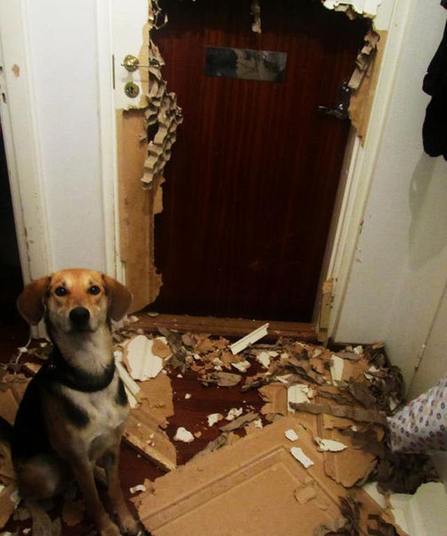 “你感受过绝望吗？”12个令铲屎官生无可恋的画面，狗狗：怪我咯