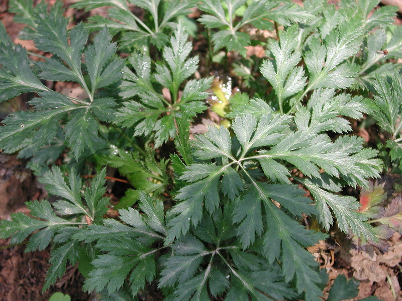 ▲黄连的功效用处