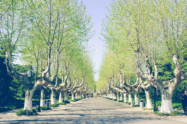 高校|高考成绩550+的考生看过来!这些院校的A+学科值得选择