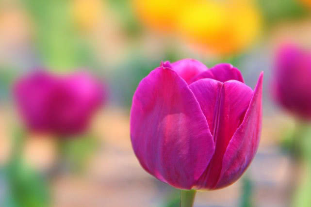 「生肖」接福了！今年6月，3生肖吉星照射，财运越来越稳，日子一顺百顺
