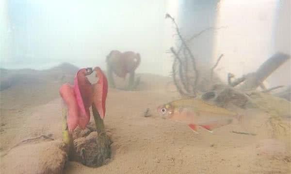 「海沟」最深海底还有泥巴吗，泥巴被压成了什么？答案你万万想不到