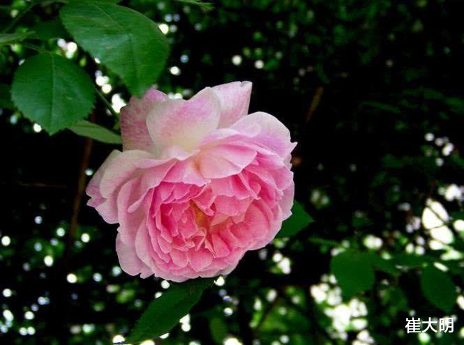 『生肖』7月开始财富翻番，事业爱情全有，顺字当头的四大生肖