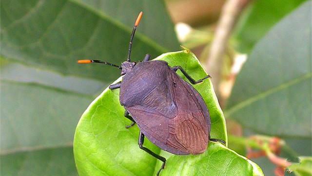 @野外见到它，都躲开，殊不知它很珍贵，一斤380元，长见识了