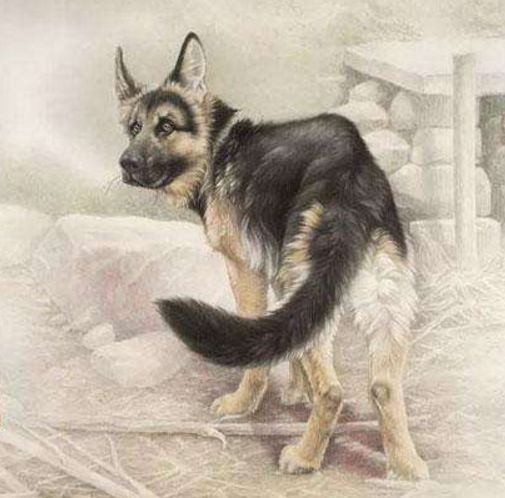 「属狗」大金狗，3月大运到来，财旺盛，万事兴！