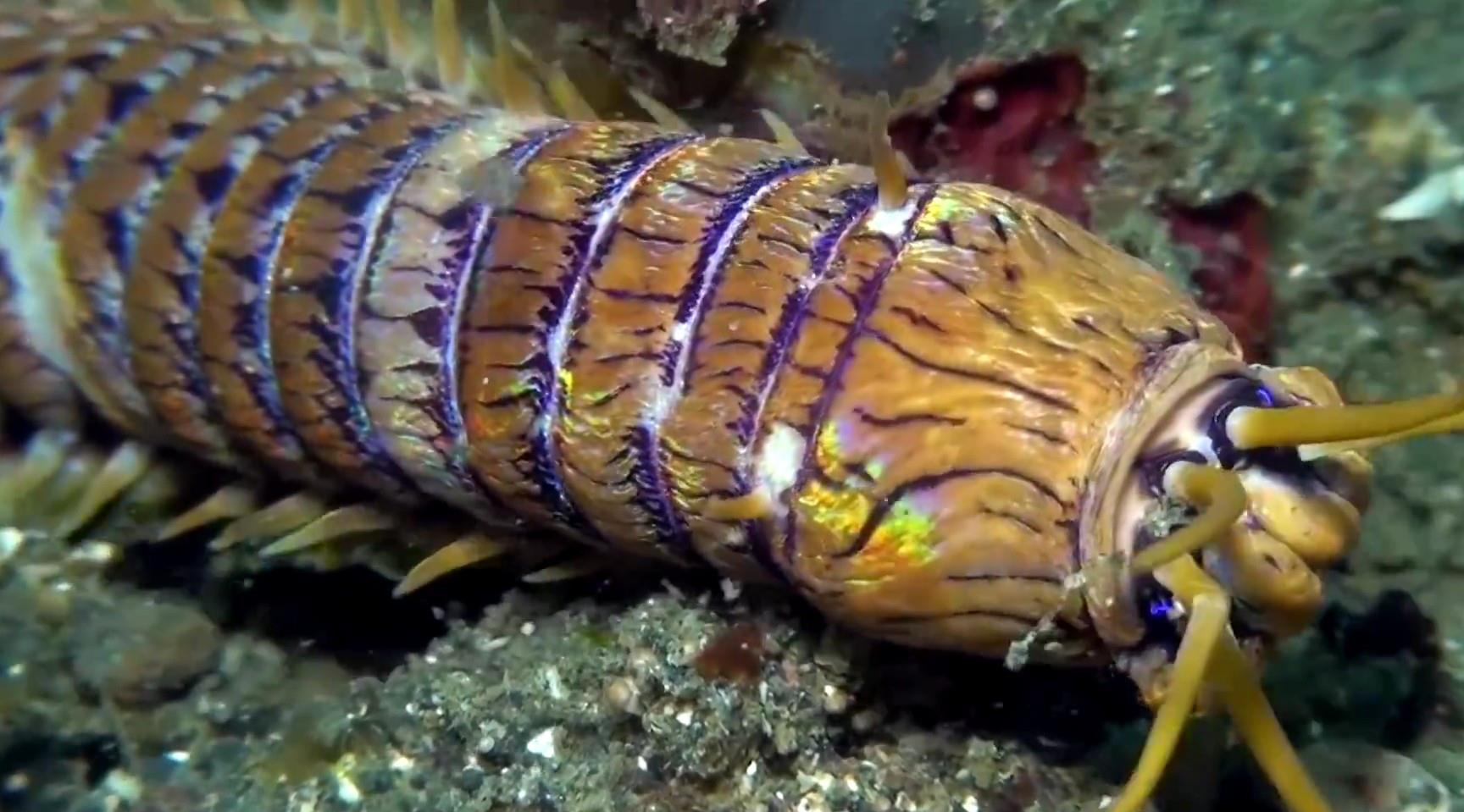 【】蒙古“死亡之虫”真的存在吗？人们在大海里发现了它的“近亲”！